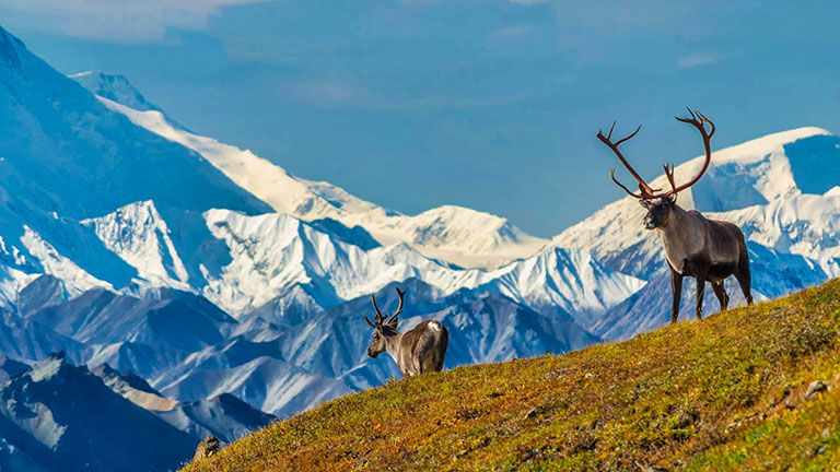 Caribou, Alaska.