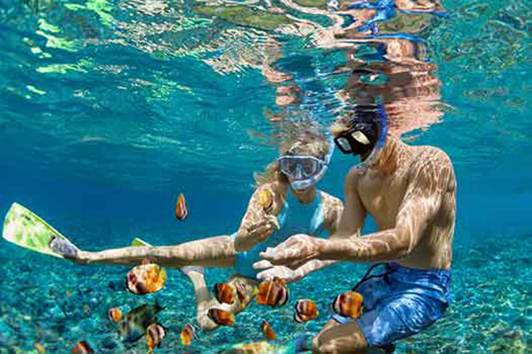 Couple goes snorkeling in the crystal clear caribbean waters with orange and black fish swimming around them.