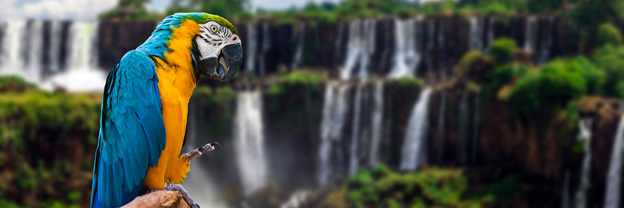 Macaw Parrot