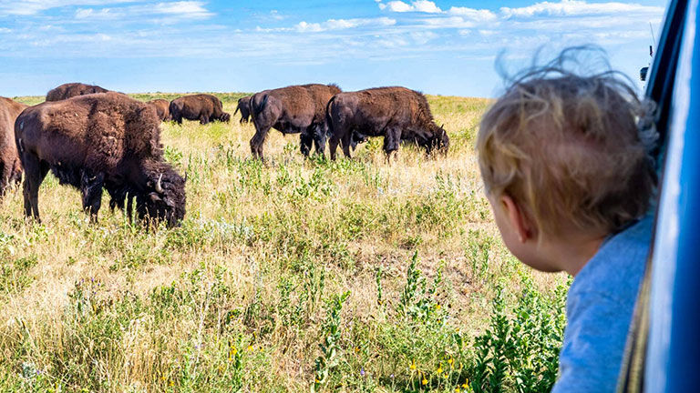 Custer state park