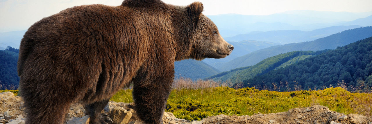 brown bear in Alaska