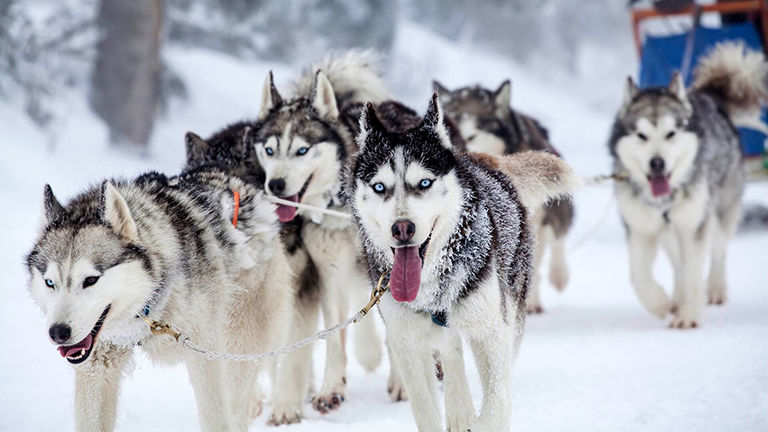 Dog sledding race.