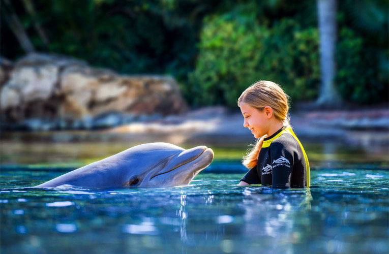 SeaWorld Orlando Dolphin and Girl