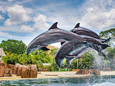 Dolphin adventures show at SeaWorld Parks, Orlando