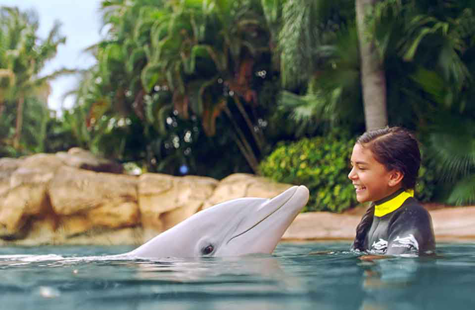 Little girl in wet suit swimming with a dolphin at discovery cove.