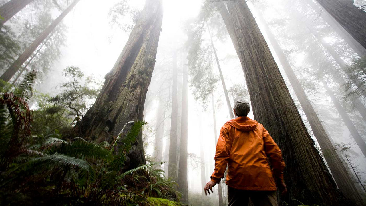 A man standing in awe in front of 400 feet redwood trees