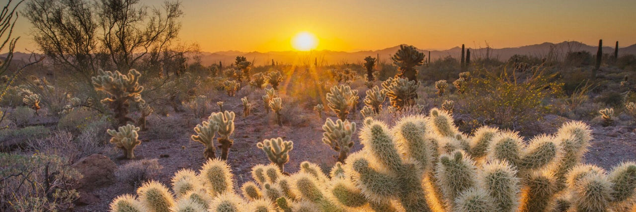 Sunset in Sonoran Desert