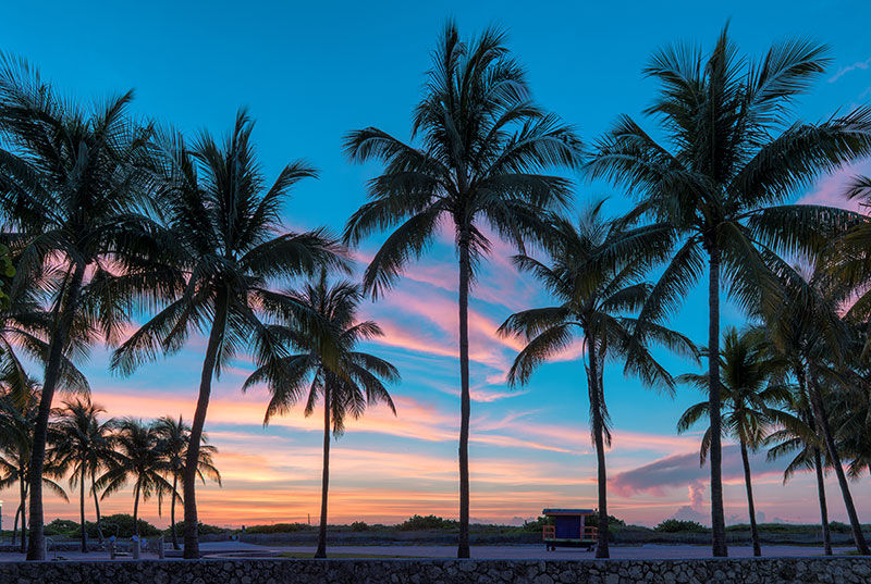 A pink and purple sunset behind a row of palm trees on a beach in Florida