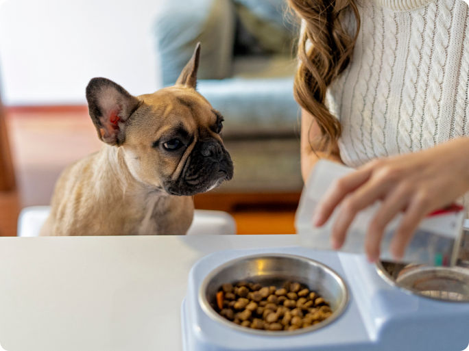 French bulldog watching as a person fills an elevated food and water bowl stand