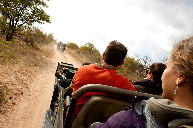 Wildlife viewing experience with travelers during guided safari tour