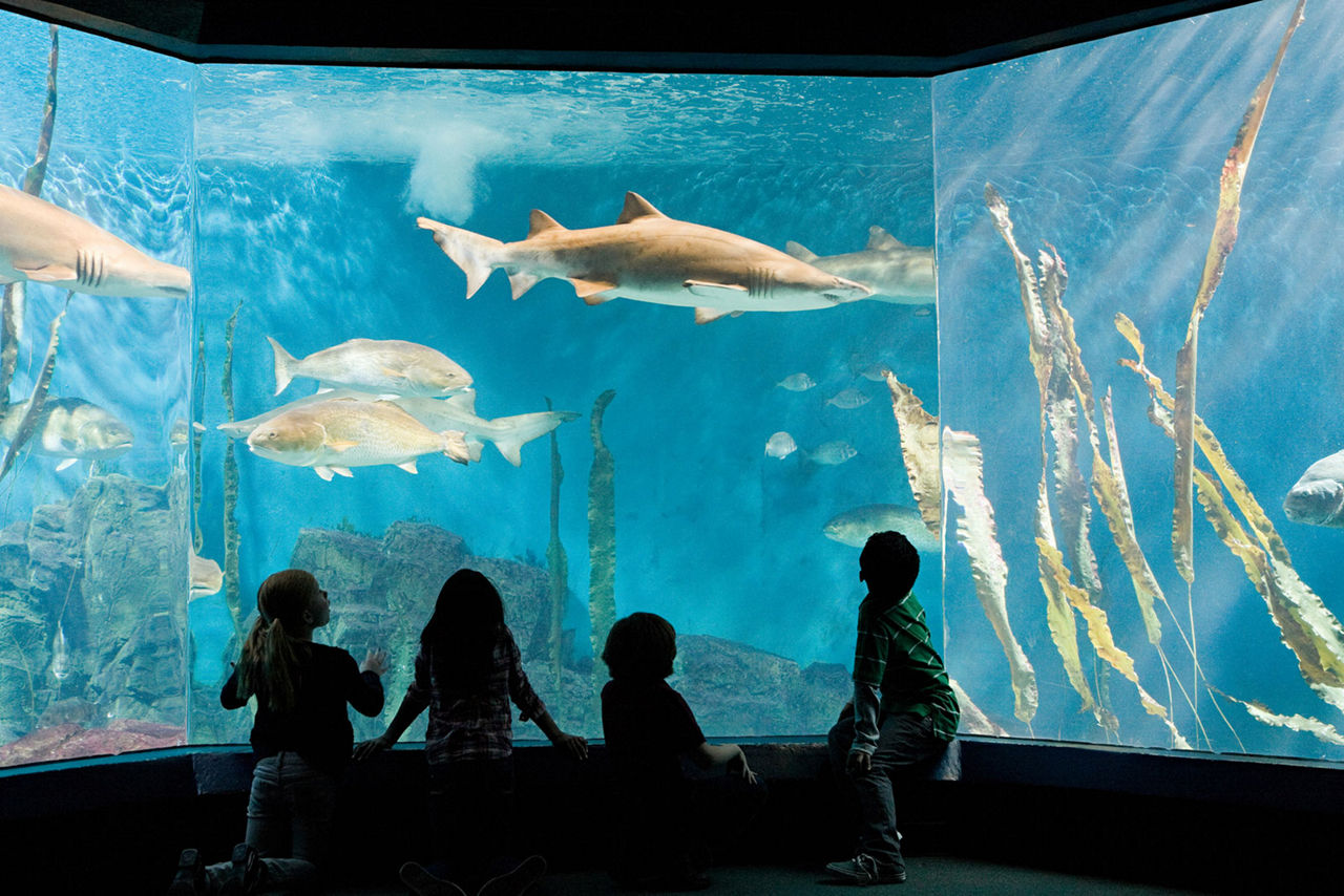 A group of kids look in awe at the shark exhibit at the Georgia Aquarium.