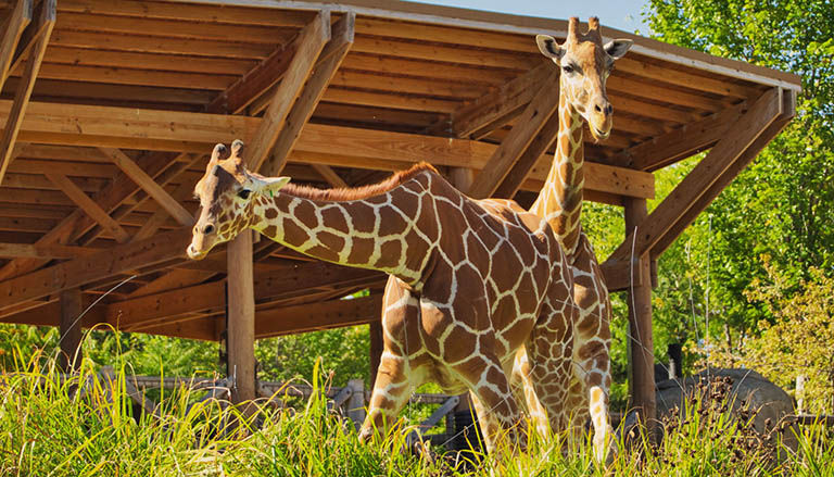 Giraffes in Omaha's Henry Doorly Zoo and Aquarium in Omaha, Nebraska.