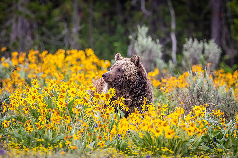 Grizzly bear in a meadow of spring wildflowers.
