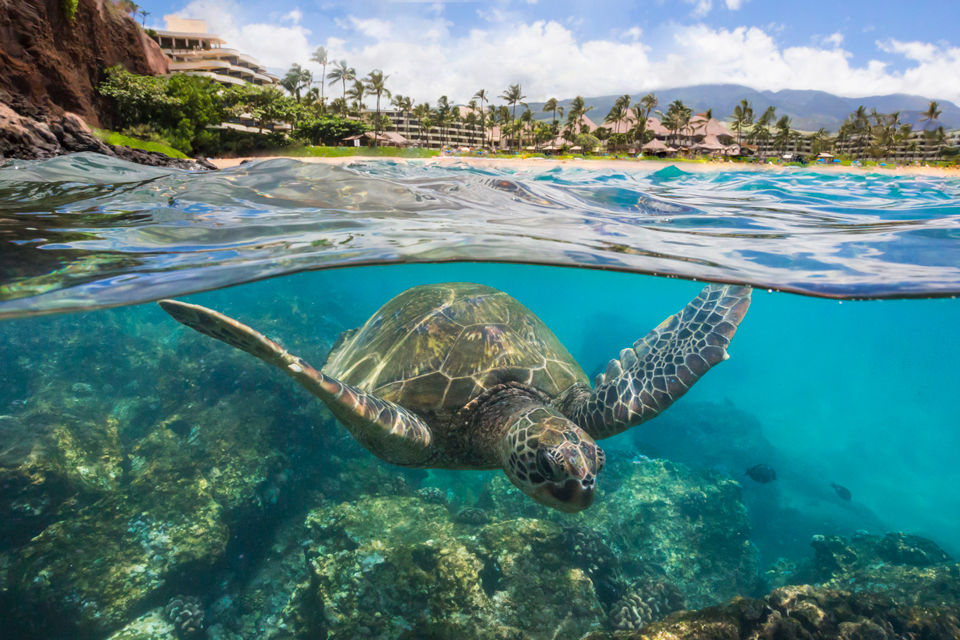 Hawaii, Maui, turtle at black rock