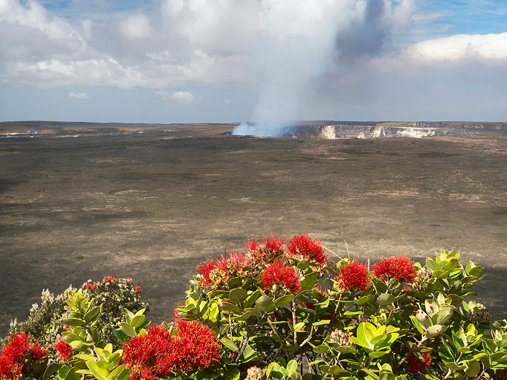 Kilauea volcano with Ohia tree and its flower, the Lehua blossom. Halemaumau crater. Big Island Hawaii