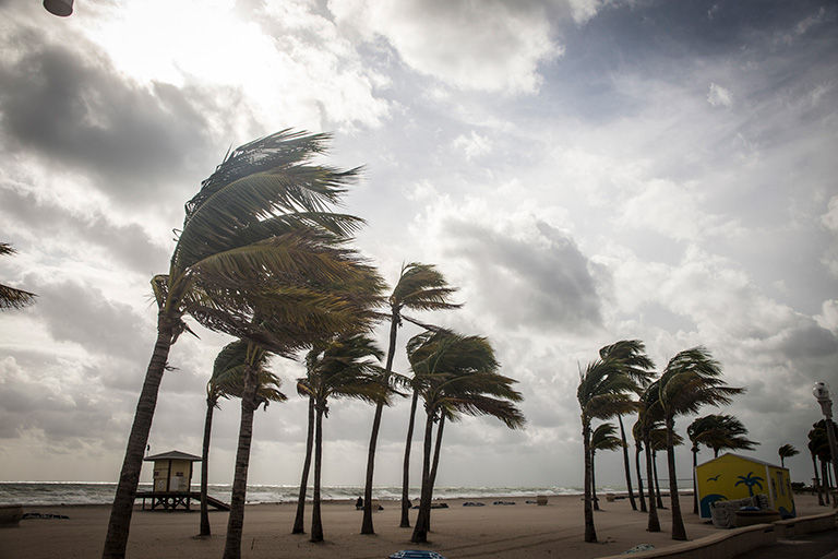 Palm trees before a hurricane.
