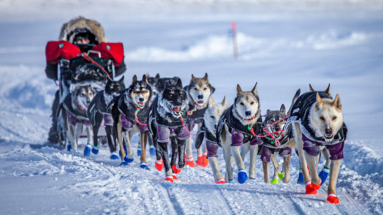 Iditarod, sled dogs running.