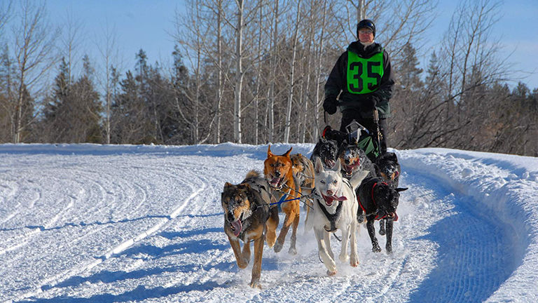 Iditarod, sledding.