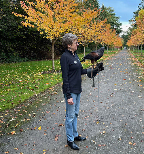 Debbie Haas in Ireland enjoying a hawk walk. She's seen in the picture with a large hawk on her gloved hand.