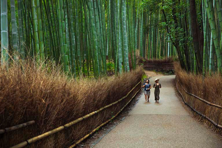 Visitors strolling through iconic towering bamboo grove pathway