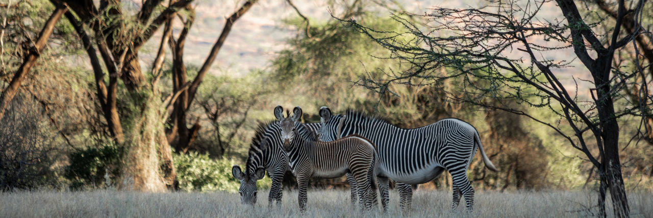 Zebras, Sarova Shaba