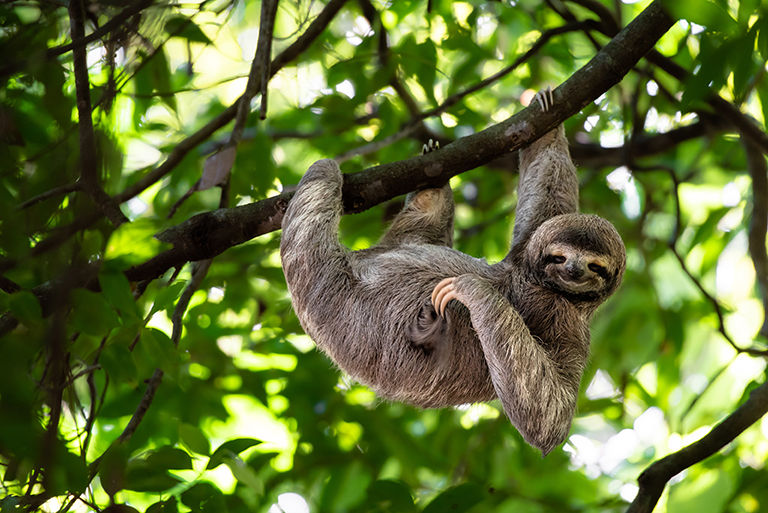 Funny sloth hanging on tree branch, cute face look, relaxed.