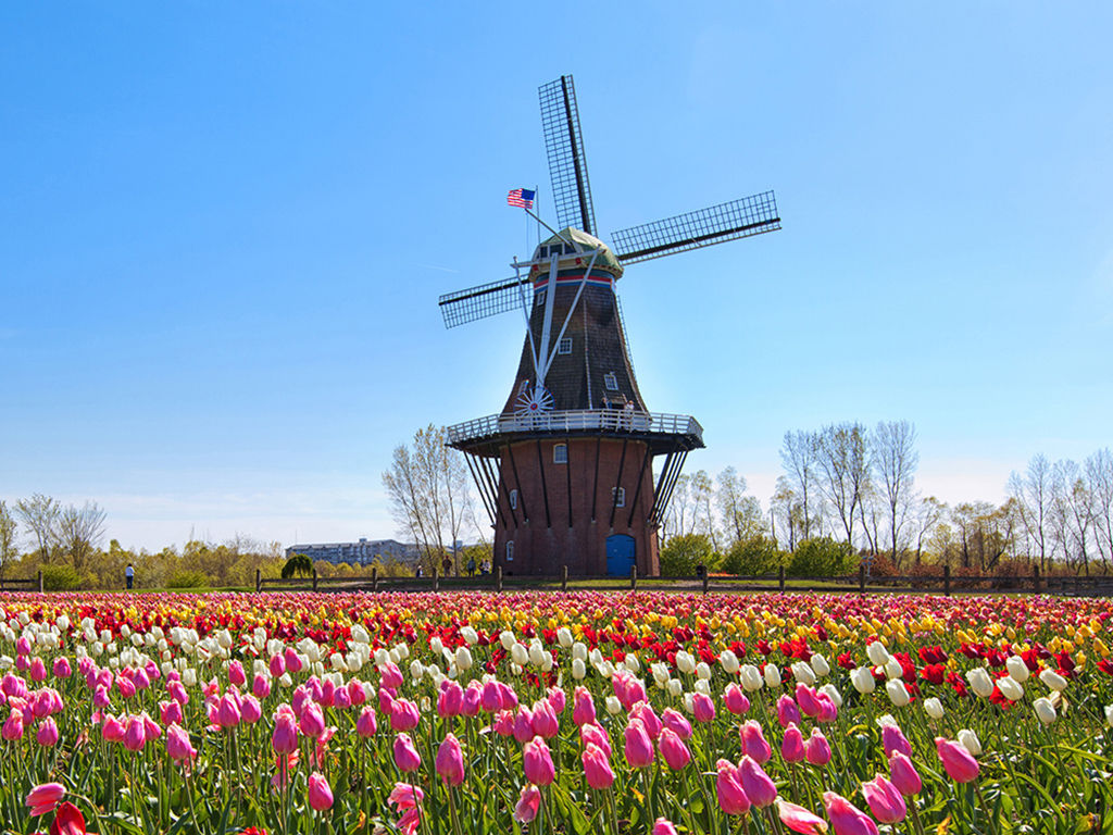 An authentic wooden windmill from the Netherlands rises behind a field of tulips in Holland Michigan at Springtime.