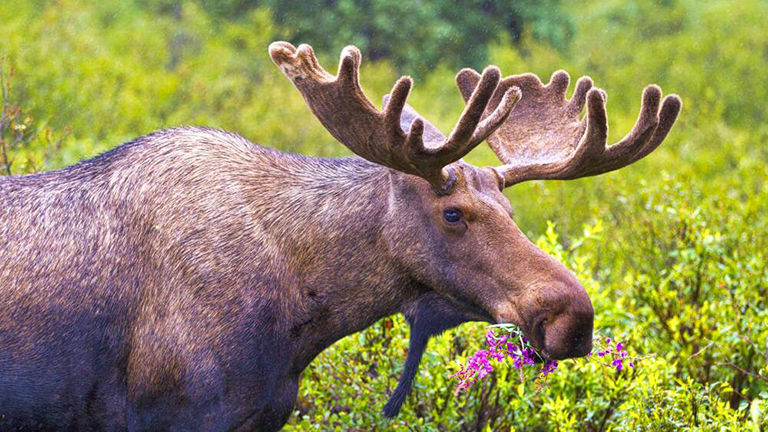 Caribou, Alaska.