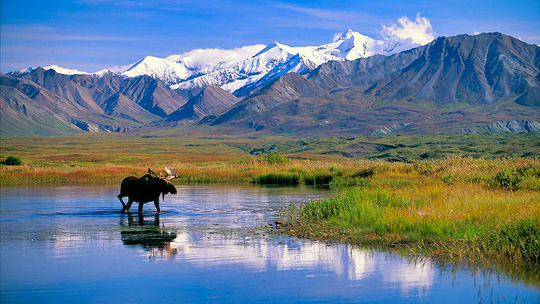 moose alaska scene
