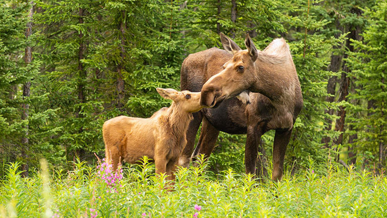 moose and calf