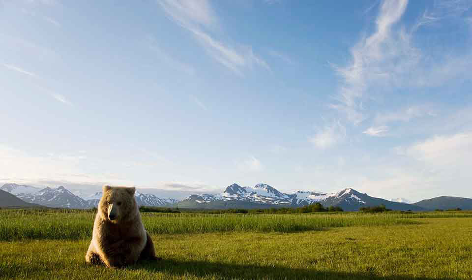 Big fluffy brown bear sits in a field with the snowy alaska mountains behind them.