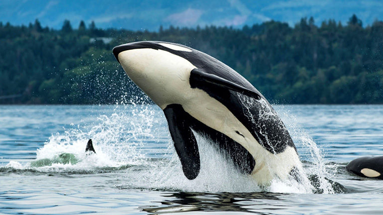 Orca, swimming.