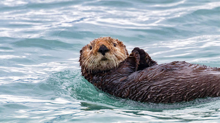 Otter in the water