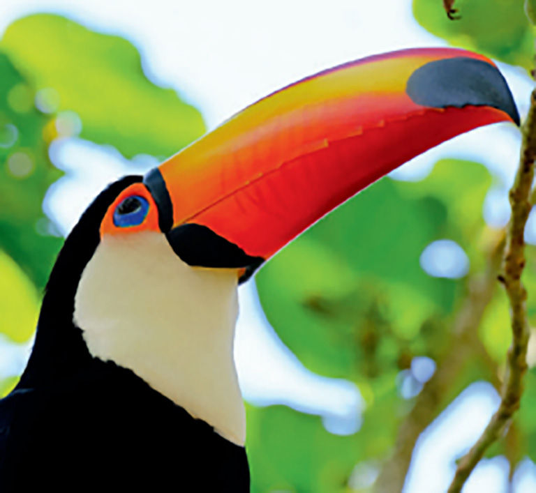 Macaw, Panama.