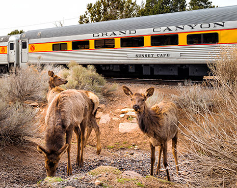 Deer near the Grand Canyon rail.