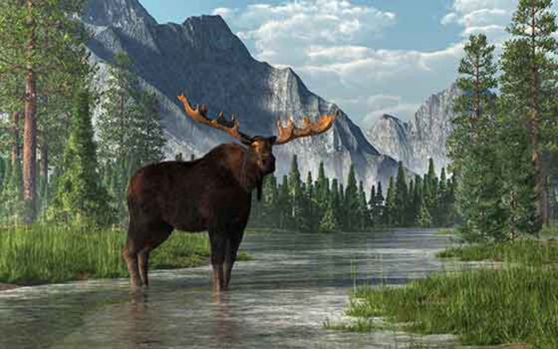 Massive moose stands in a river with alaska's mountains in the background.