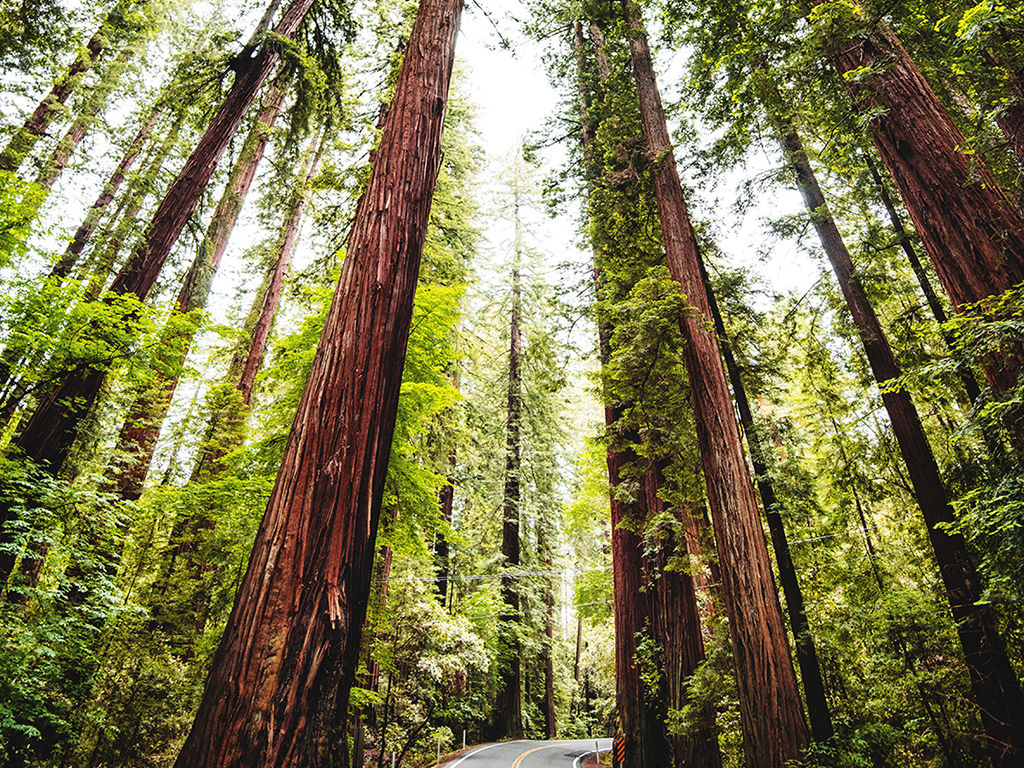 Redwood forest in california