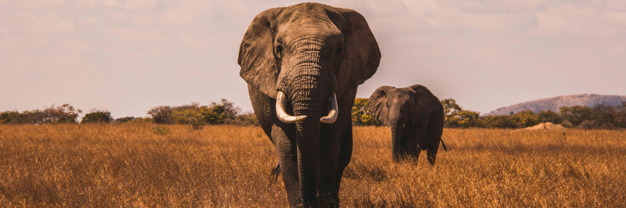 Elephants in Africa