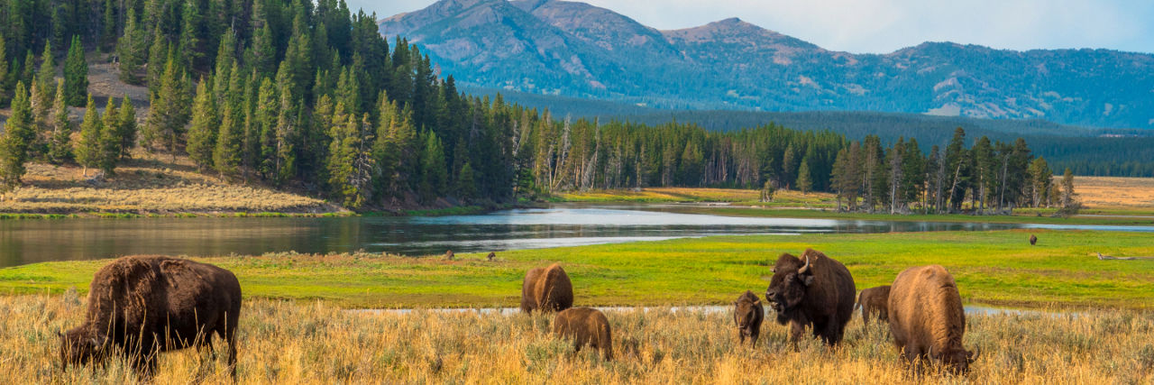 Buffalo in Yellowstone National Park, Wyoming