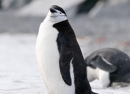 Two penguins sitting on the ice.