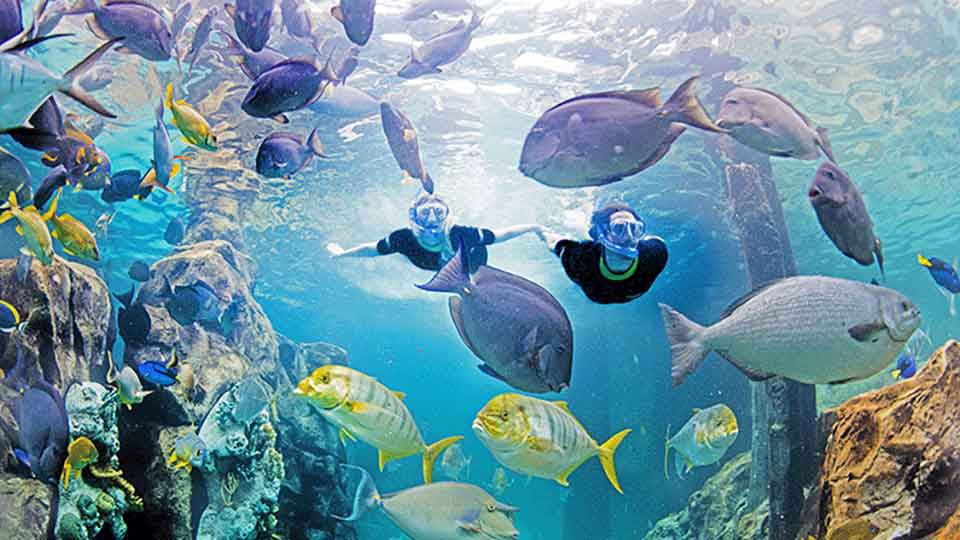 Couple is snorkeling at discover cove's grand reef with bright yellow and blue fish swimming around them .