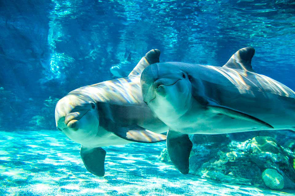 Two dolphins are swimming right next to each other and smiling for the camera at seaworld orlando.