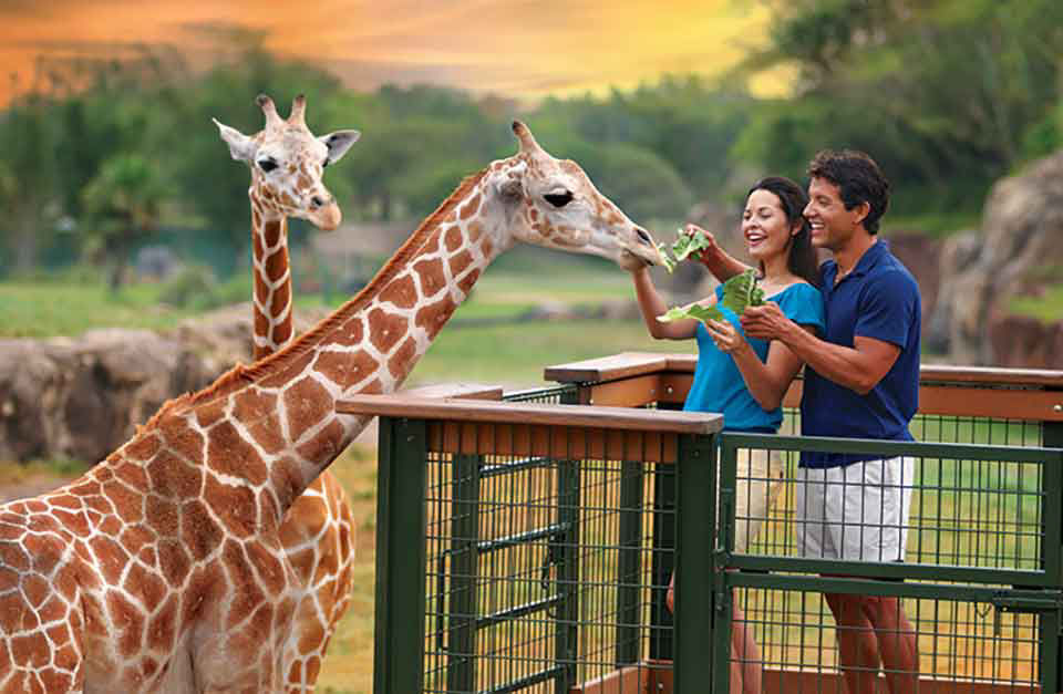 Couple feeding giraffes some lettuce from their hands at sunset.