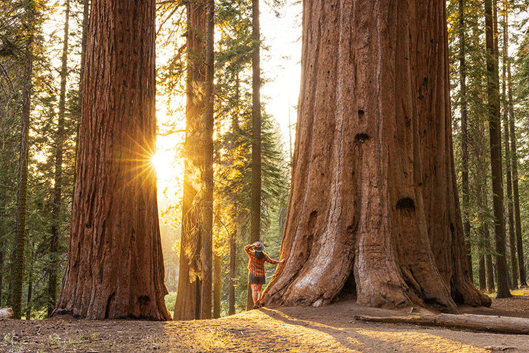 sequoia national park - california