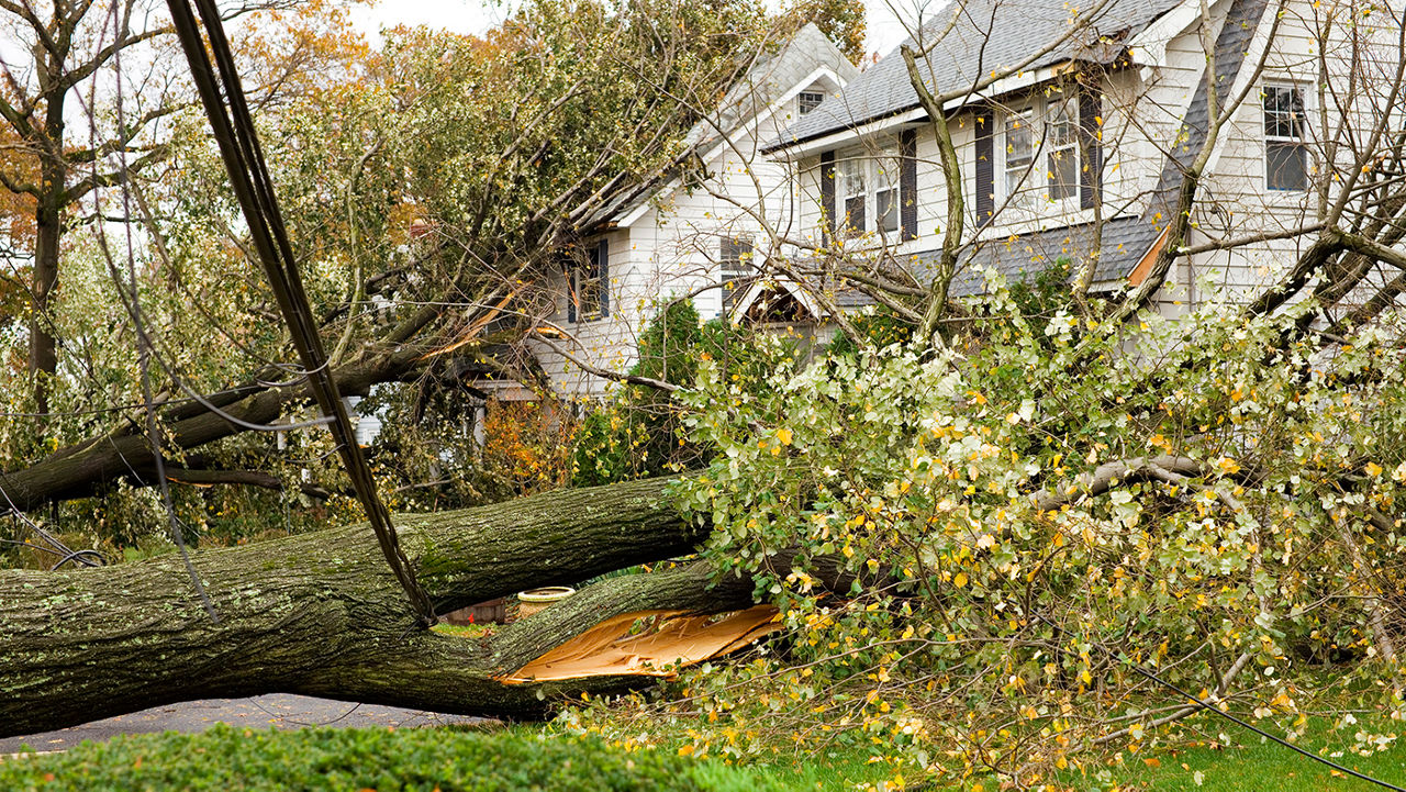 A large tree that has fallen on a house and yard.