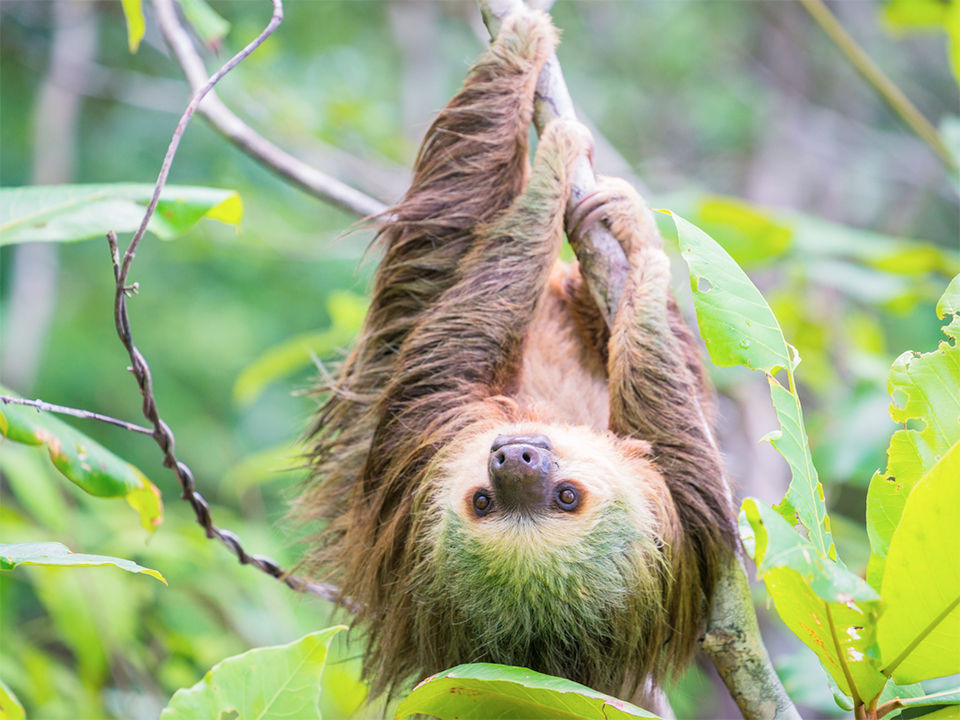 Sloth in Costa Rica