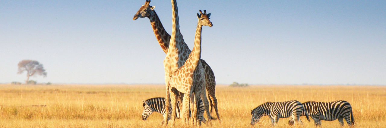 Giraffes and Zebras
