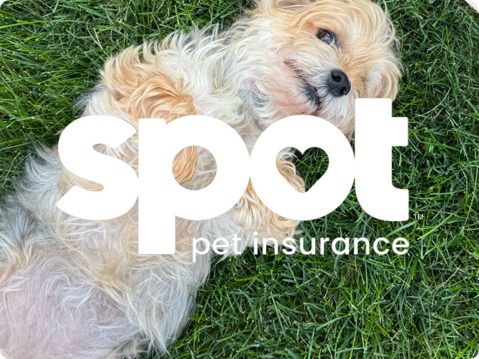 Spot Pet Insurance