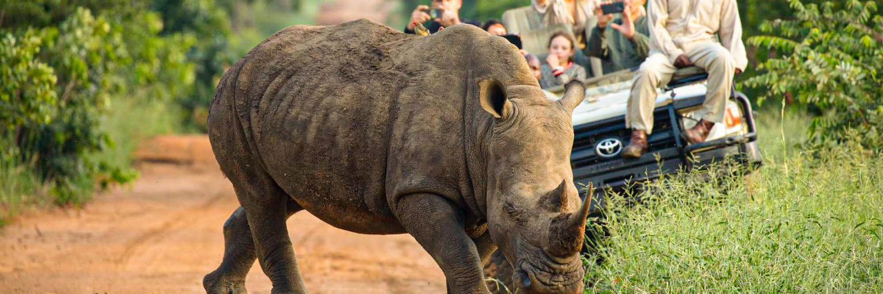 Rhino in front of vehicle and tourists