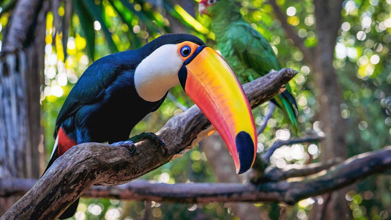 Toucan on a branch.